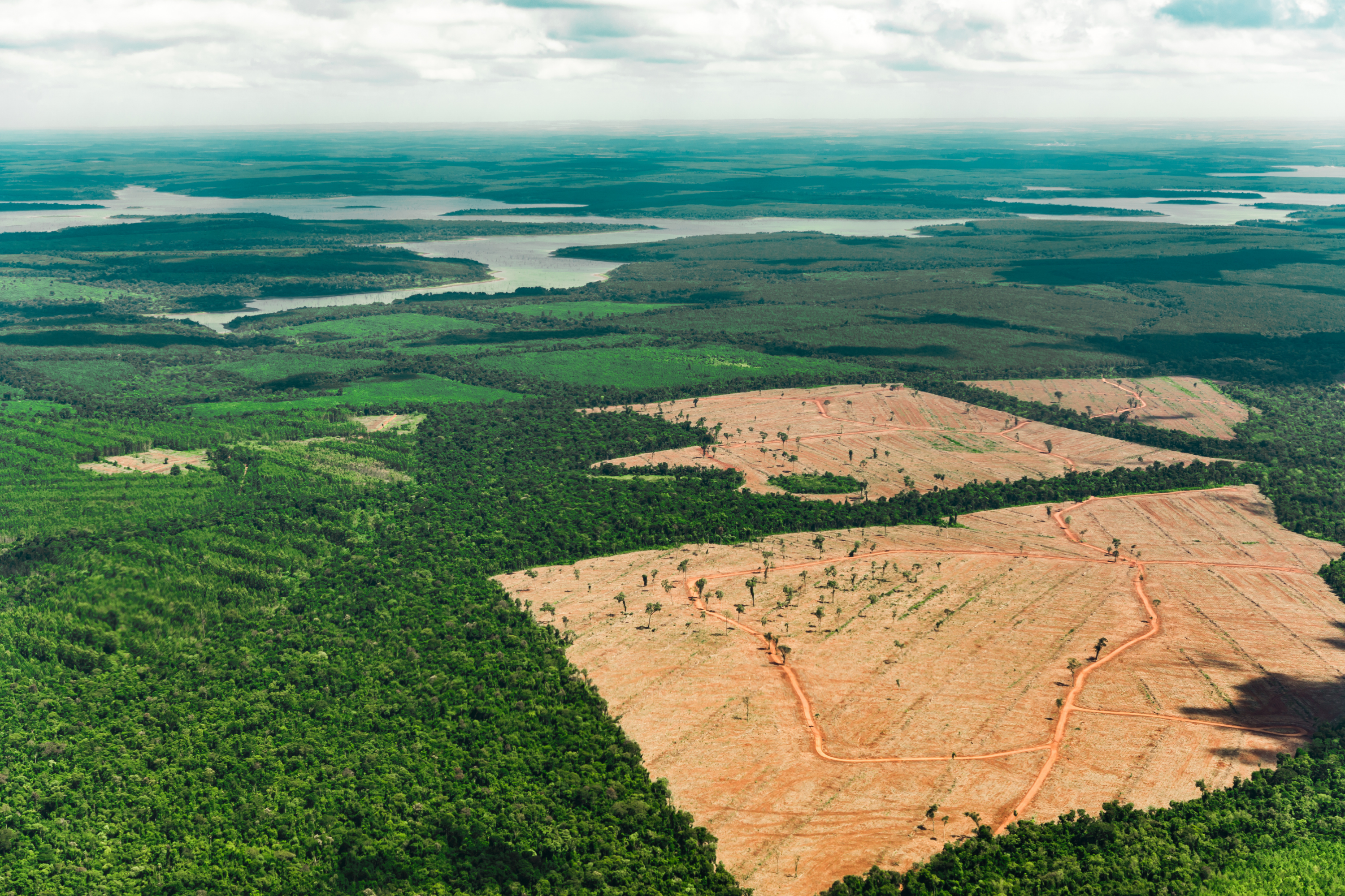 Déforestation, quelles sont les causes et les conséquences ? - LÉRISA