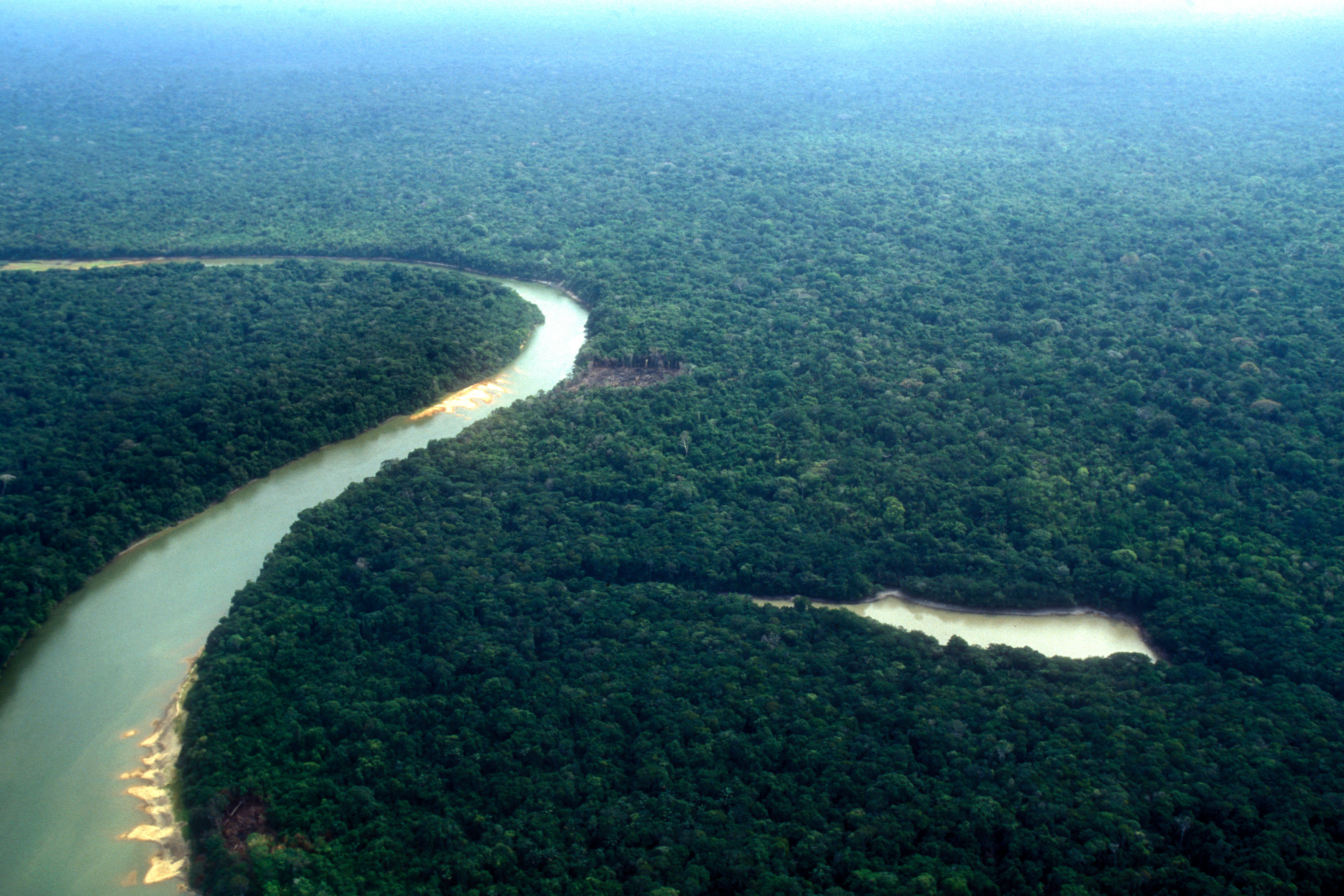 Le cuir, une cause insoupçonnée de déforestation de l’Amazonie - LÉRISA