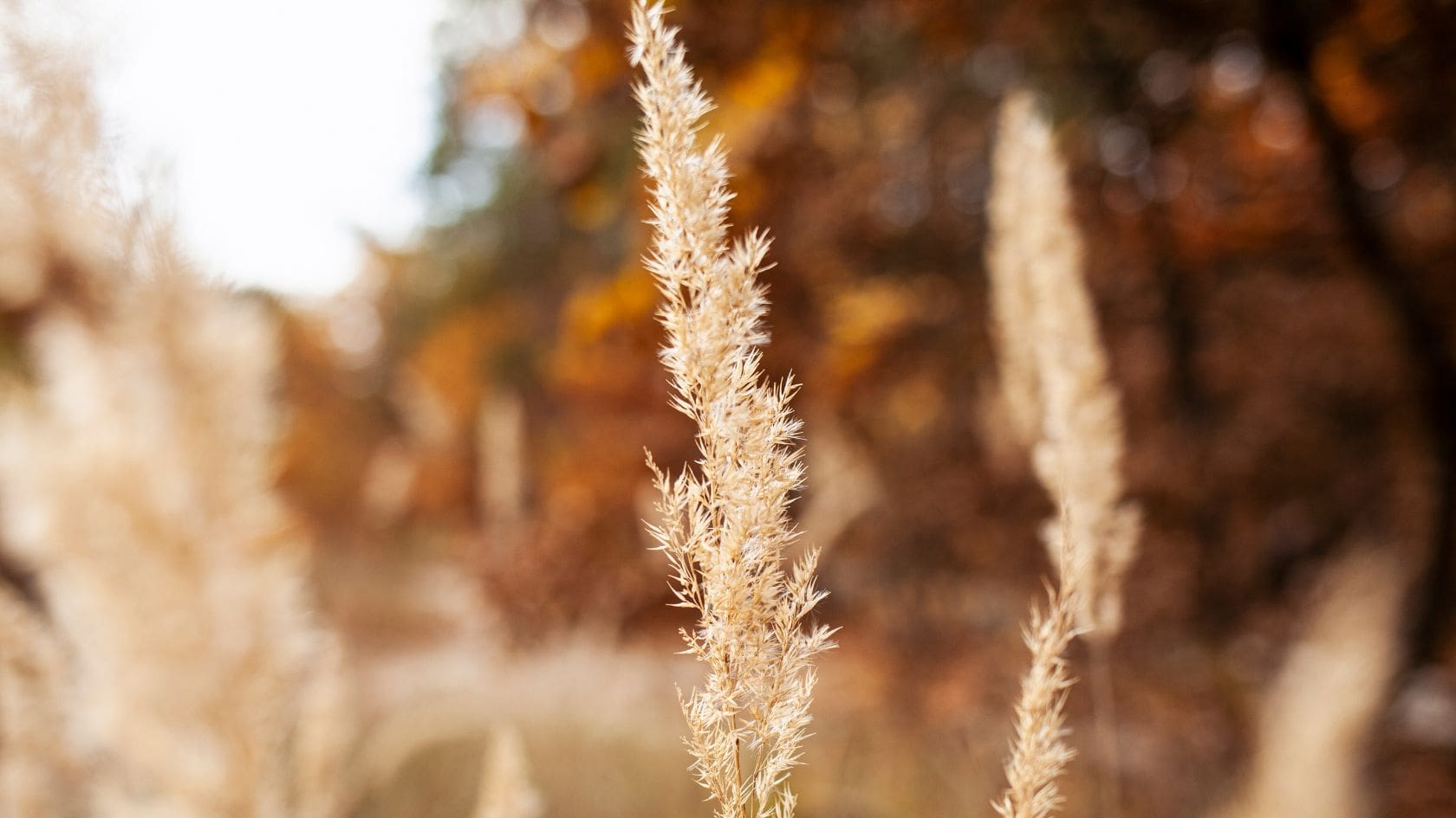 Quels sont les bienfaits de la nature sur notre santé ? 10 avantages expliqués