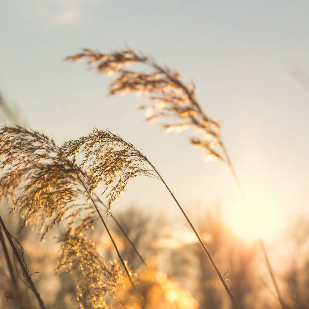 Retrouver l'équilibre : Les bienfaits du plein air pour le bien-être physique et mental