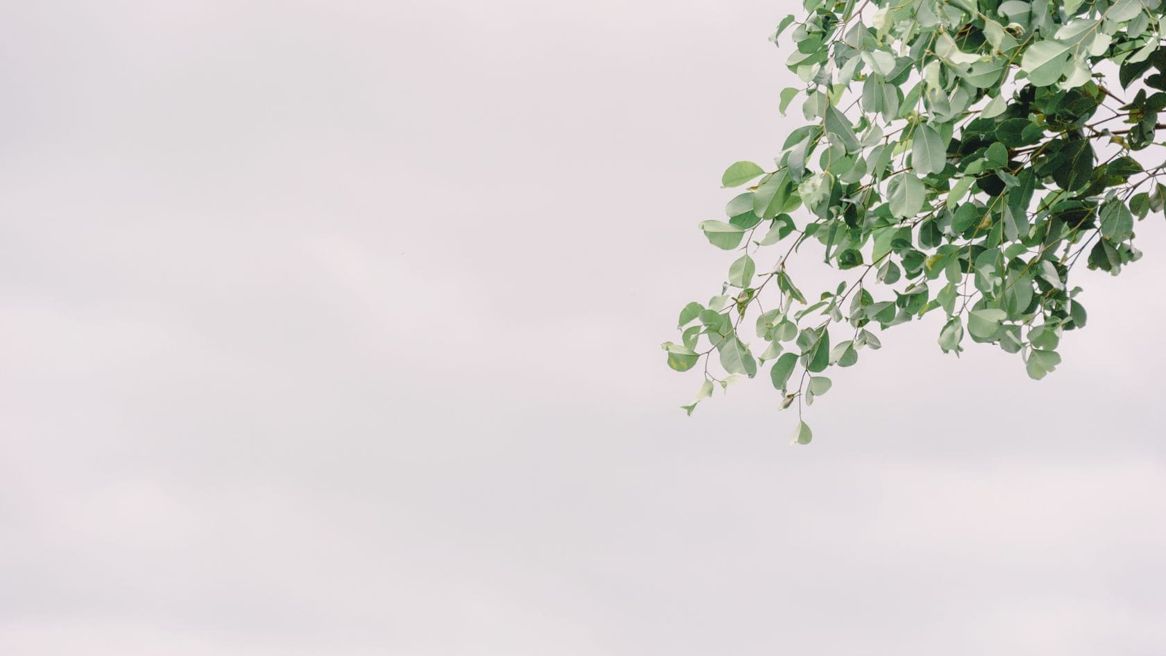Au-delà des apparences : Décryptage du Greenwashing