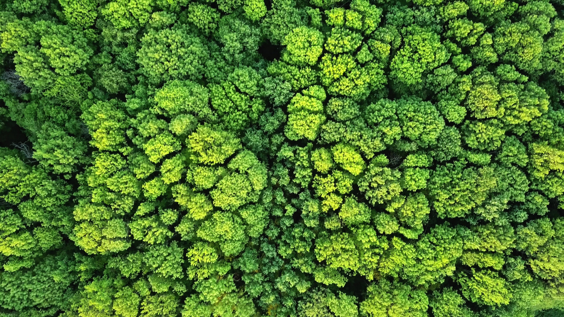 Forêt - Biodiversité - forêt primaire
