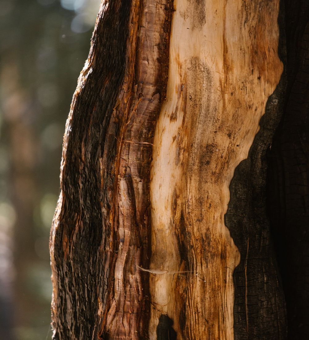Tronc d'Arbre