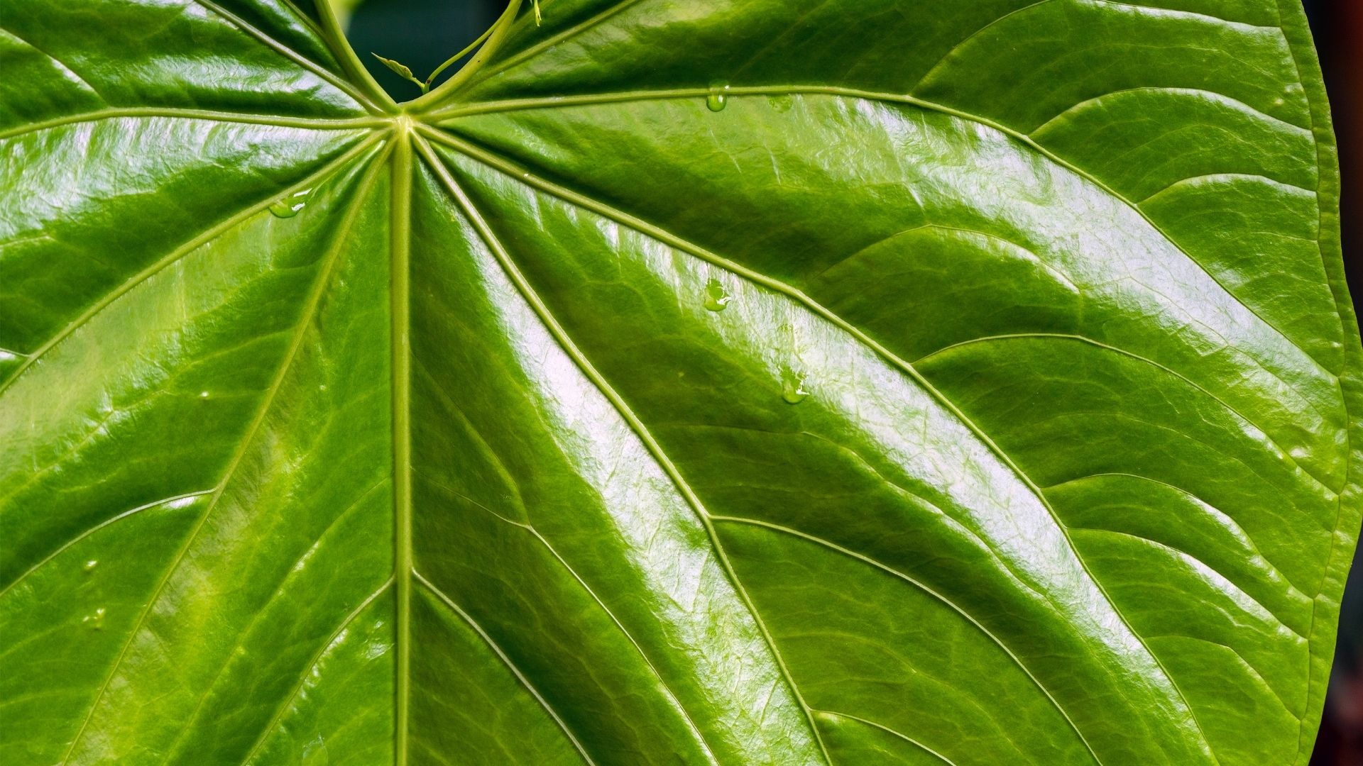 Feuille - Nature - végétale