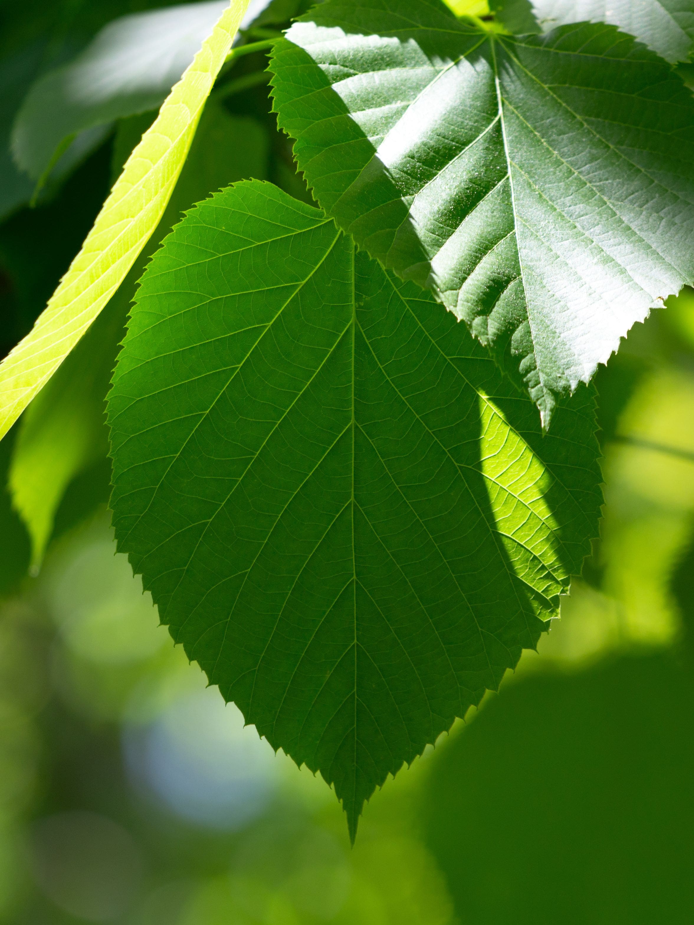 Feuilles arbre